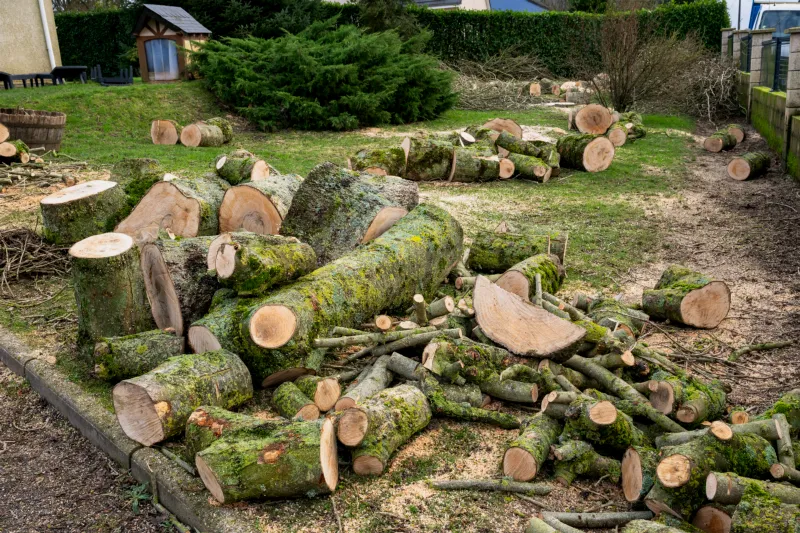 Troncs et branches d'un arbre abattu, débités en rondins sur la pelouse