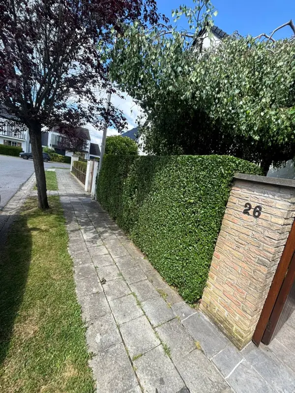 Haie taillée net en bord de trottoir