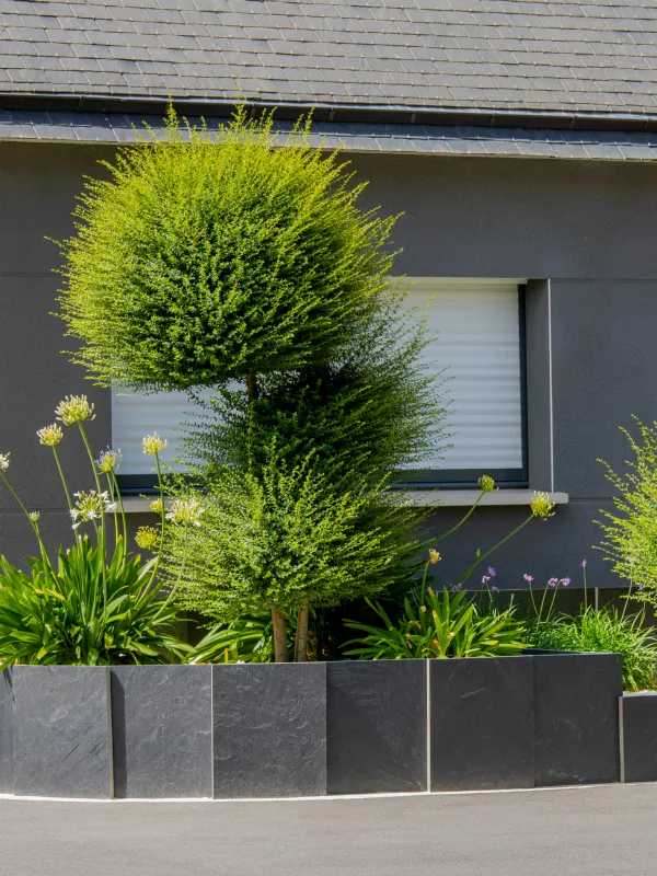 Jardinière en plaques d'ardoise plantée d'arbustes taillés et d'agapanthes devant une façade