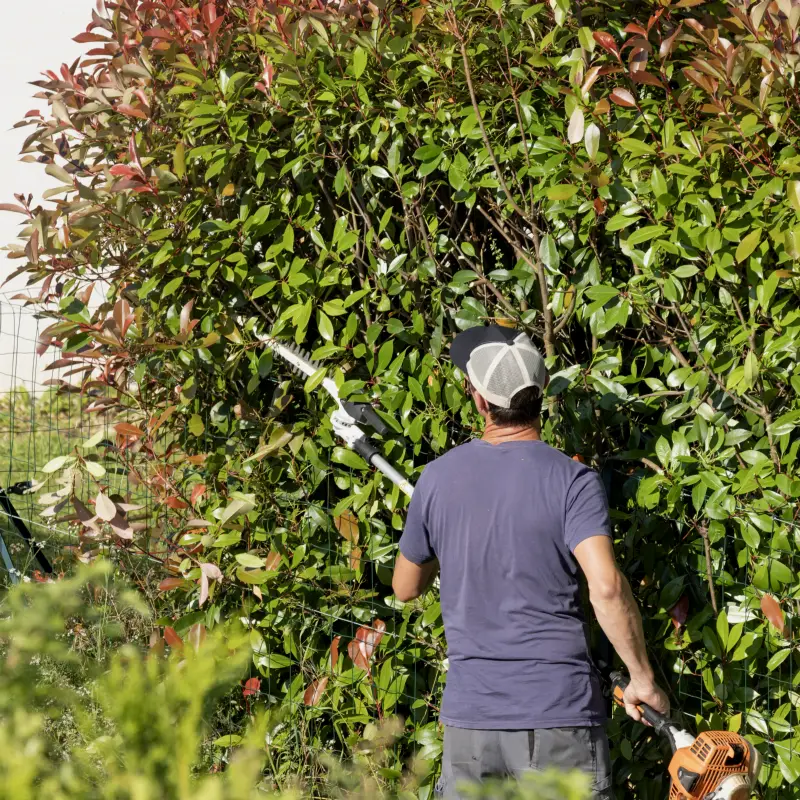 Jardinier taillant une haute haie de photinias au taille-haie sur perche