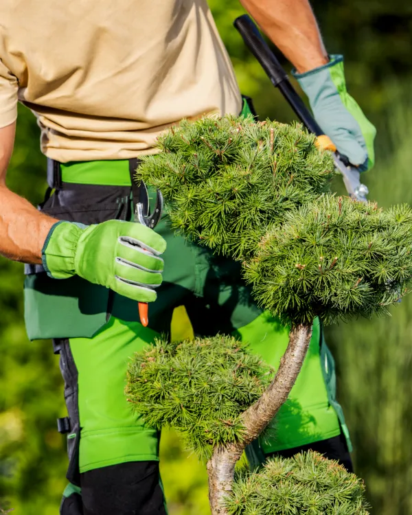 Jardinier en gants de travail taillant un pin en nuage au sécateur