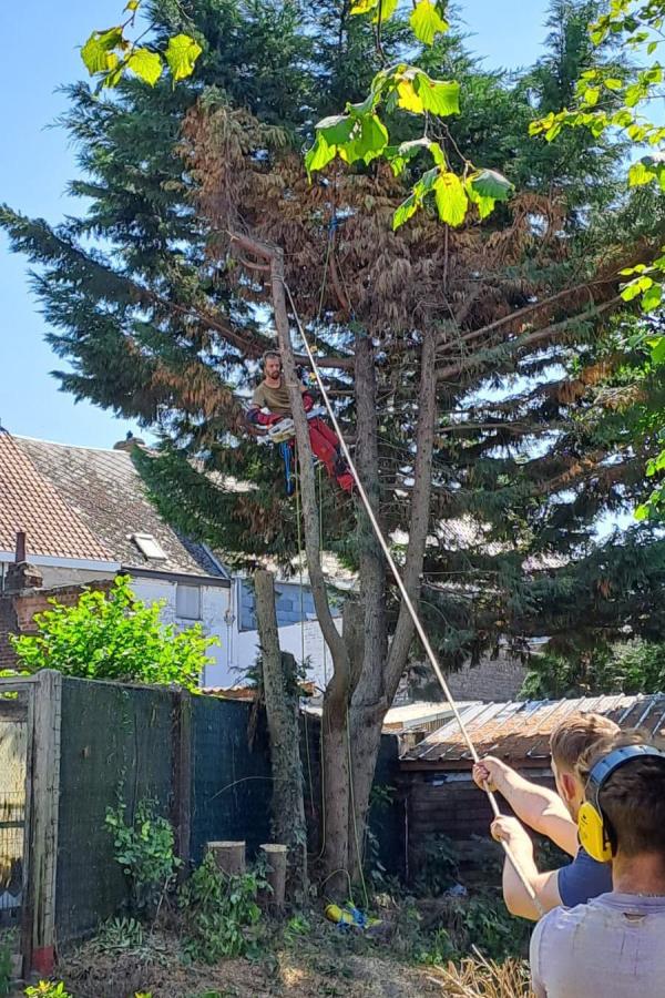 Abattage d'un arbre